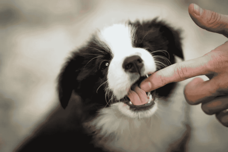 Puppy Biting: Why It Happens and How To Manage It