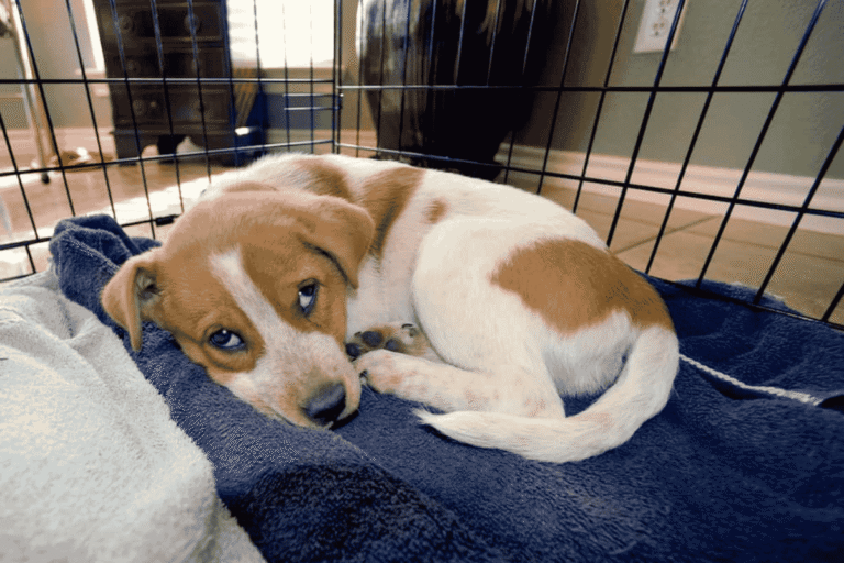 Puppy Crying in Crate: Why It Happens and How To Help