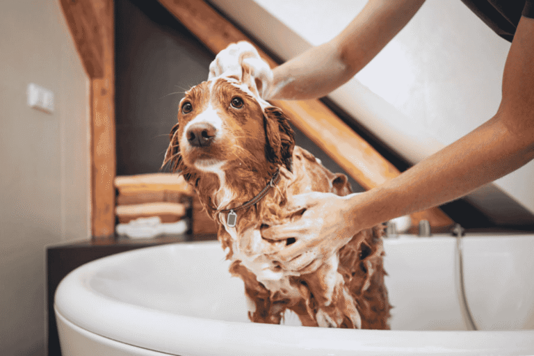 Puppy Grooming Guide: Keeping Your Dog Happy and Healthy