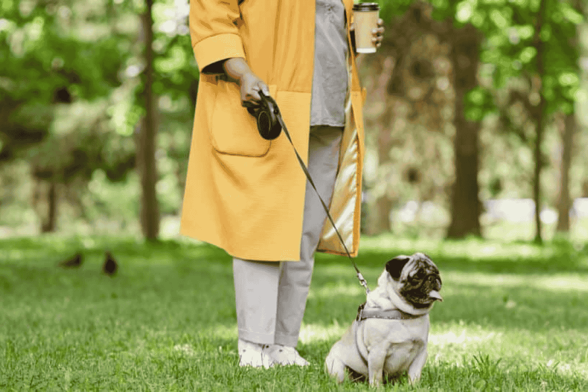 Retractable Leashes: Risks, Safety Concerns, and Better Alternatives