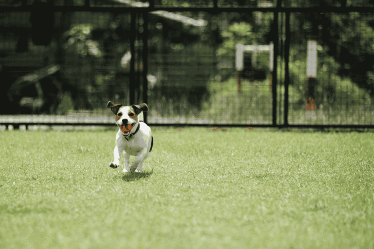 Signs Your Dog Is Getting Too Much Exercise