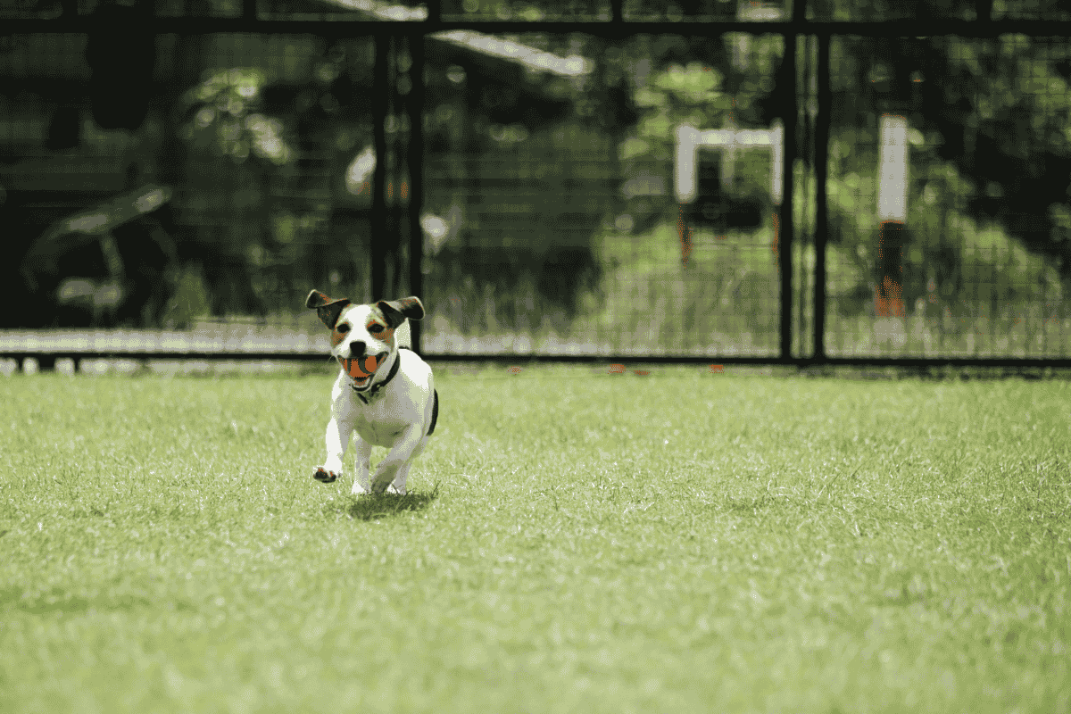Signs Your Dog Is Getting Too Much Exercise