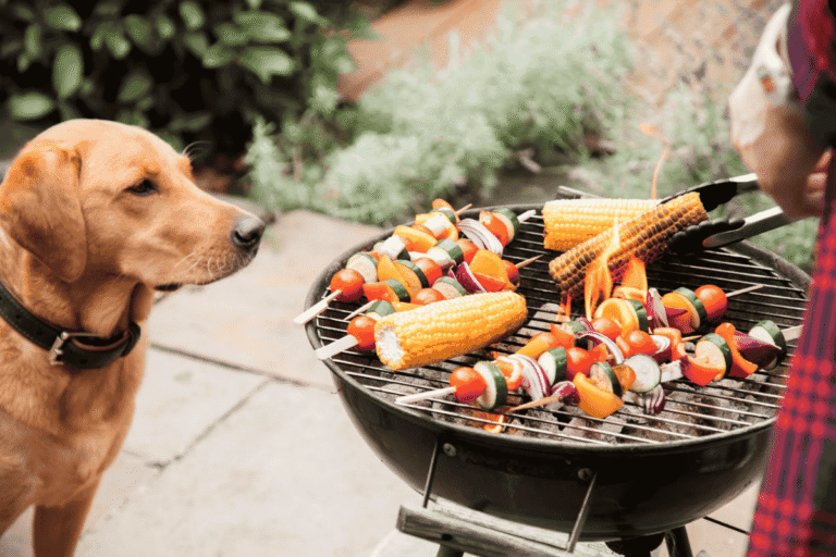 Summer Barbecue Safety Tips for Dogs