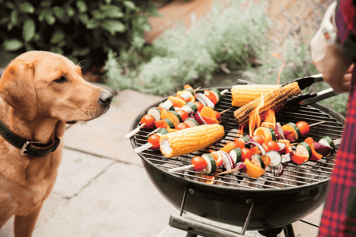 Summer Barbecue Safety Tips for Dogs