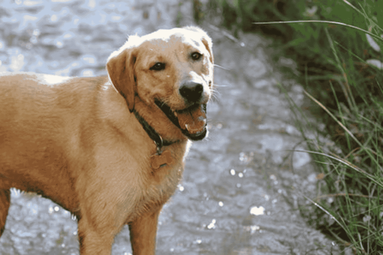 Summer Pet Safety Tips: How to Keep Pets Cool, Comfortable, and Safe