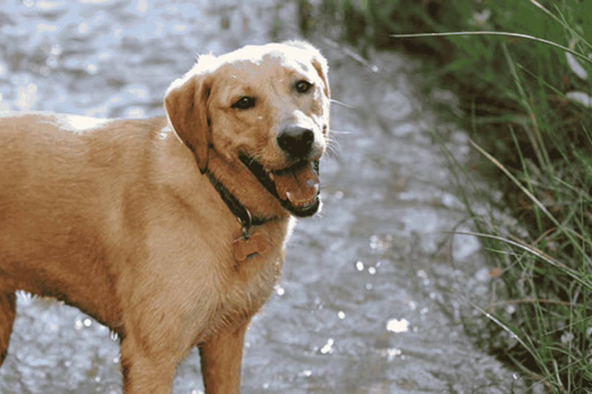 Summer Pet Safety Tips: How to Keep Pets Cool, Comfortable, and Safe