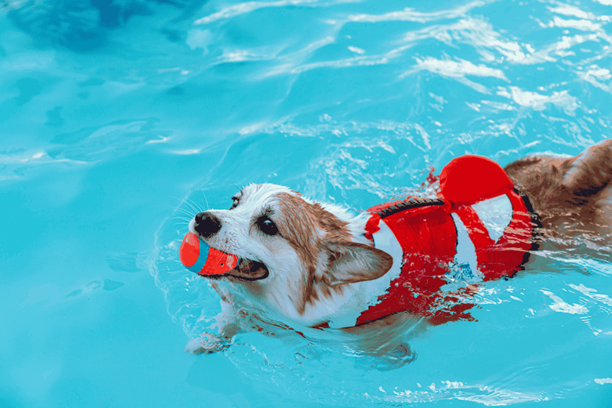 Swimming for Dogs: Benefits, Safety, and Training Tips