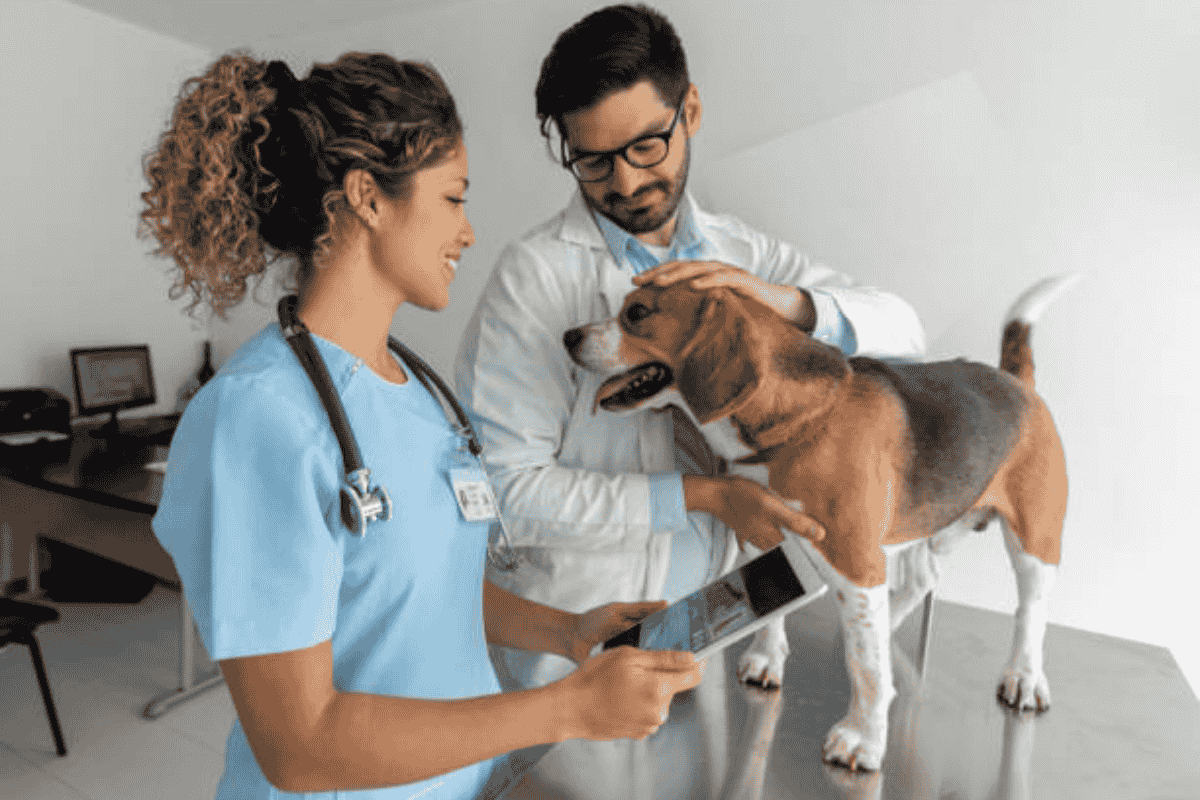 Ten Things Not to Do at the Veterinarian's Office