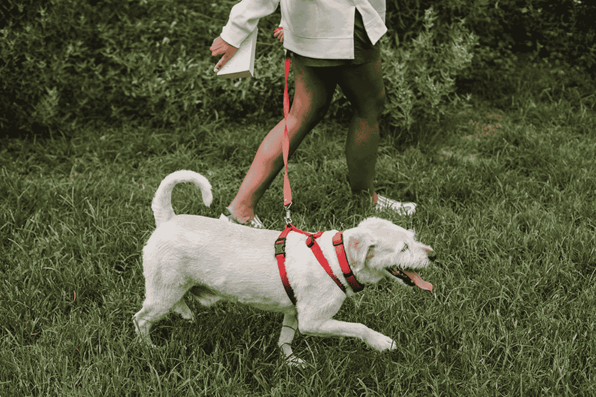 The Power of Scent Walks: Why Sniffing Matters for Your Dog