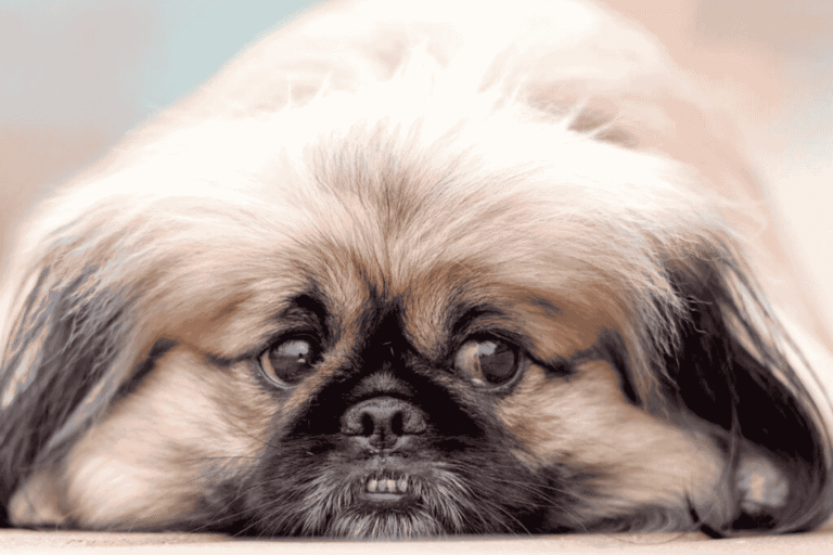 The Psychological and Behavioral Impact of Puppy Mills on Dogs