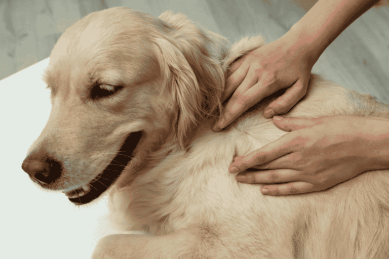 Tick Prevention for Dogs and Cats: Understanding the Risks and Protecting Your Pets
