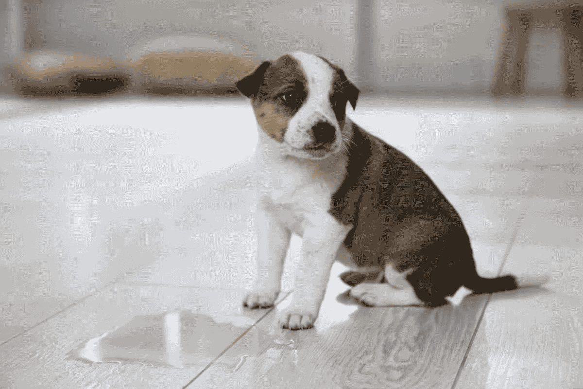 Urinary Incontinence in Dogs: Causes, Signs, and Treatments