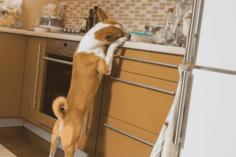 What Is Dog Counter Surfing?