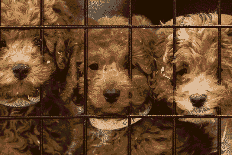 Where Puppy Mill Dogs Are Sold