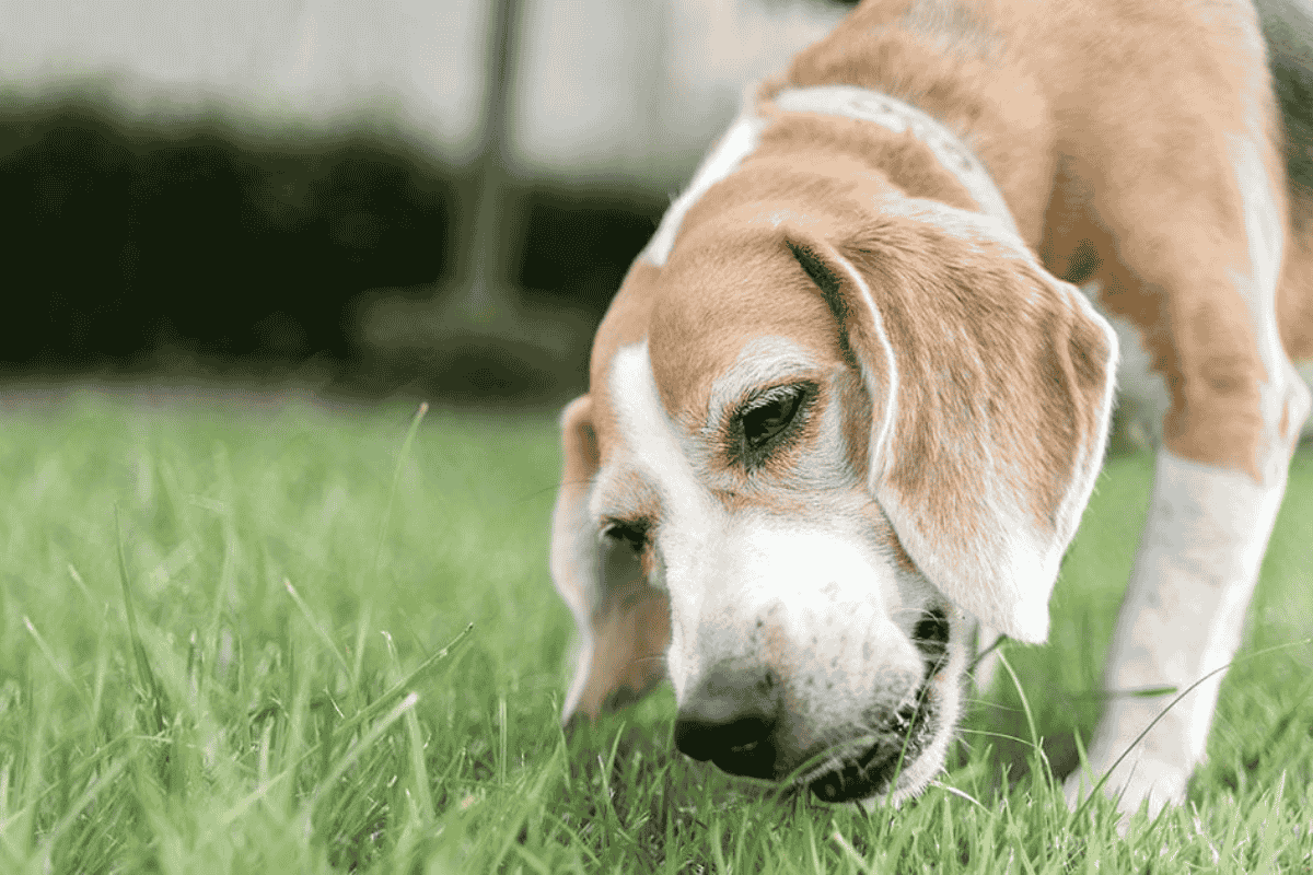 Why Do Dogs Eat Grass? The Myths, Theories, and Safety Tips