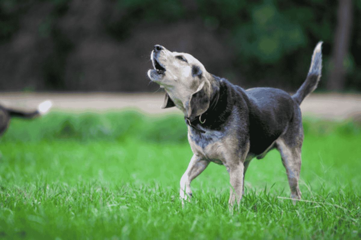 Why Do Dogs Howl at Sirens? Understanding This Canine Behavior