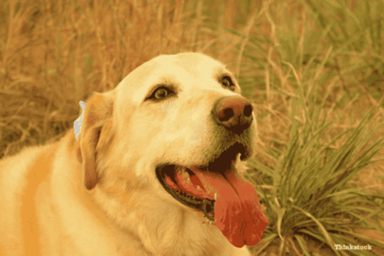 Why Do Dogs Pant? Understanding Normal and Abnormal Panting