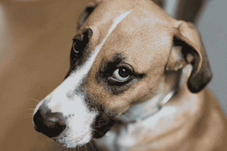 Why Dogs Mark or Pee in the House and How To Stop It