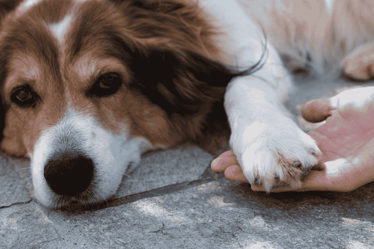 Why Is My Dog Licking Their Paws? 5 Common Causes and Treatments