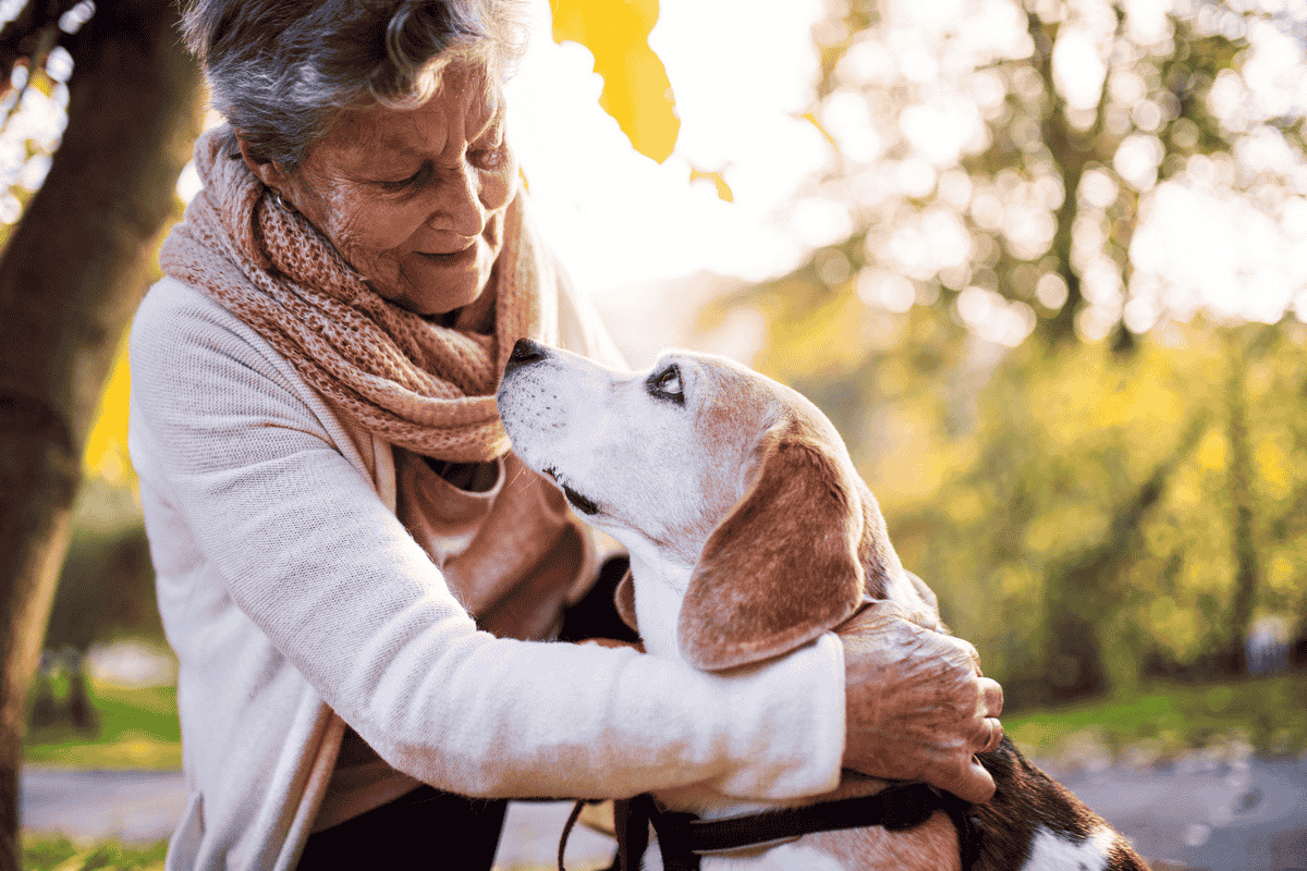 Why You Should Consider Adopting a Senior Dog
