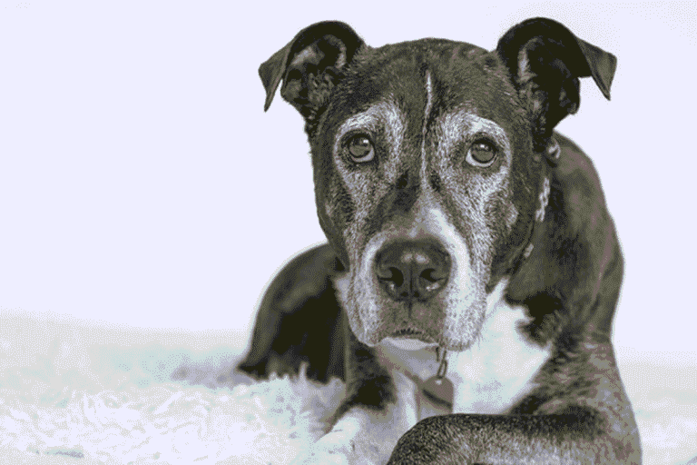 10 Reasons Why Dogs Shake and What It Means