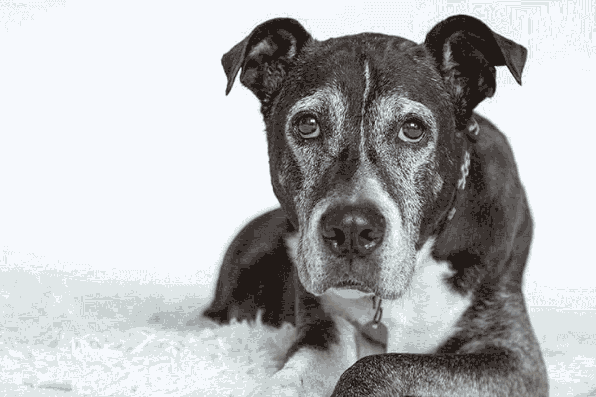 10 Reasons Why Dogs Shake and What It Means