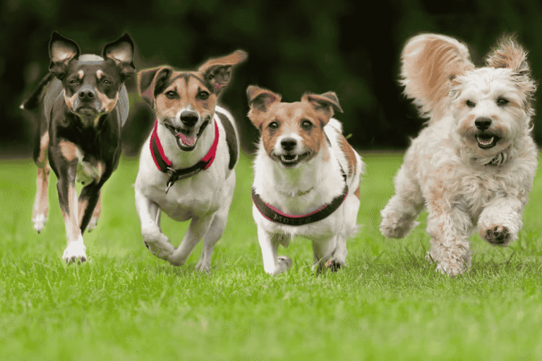 Dog Anal Glands: Functions, Problems, and Care