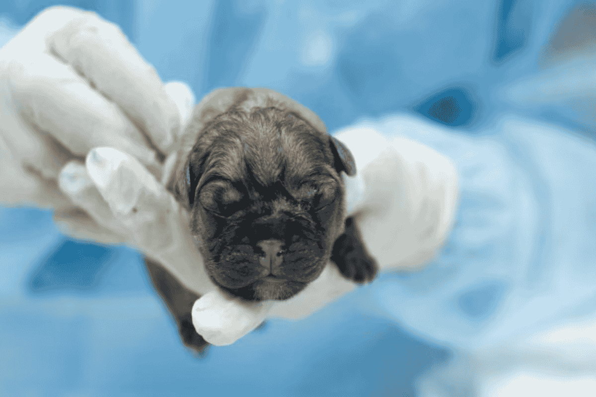 Dog C-Section (Cesarean Section): What Pet Parents Should Know