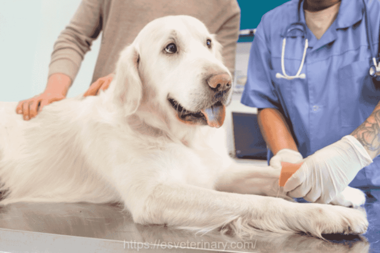 Dog Spay Surgery: What Every Pet Parent Should Know