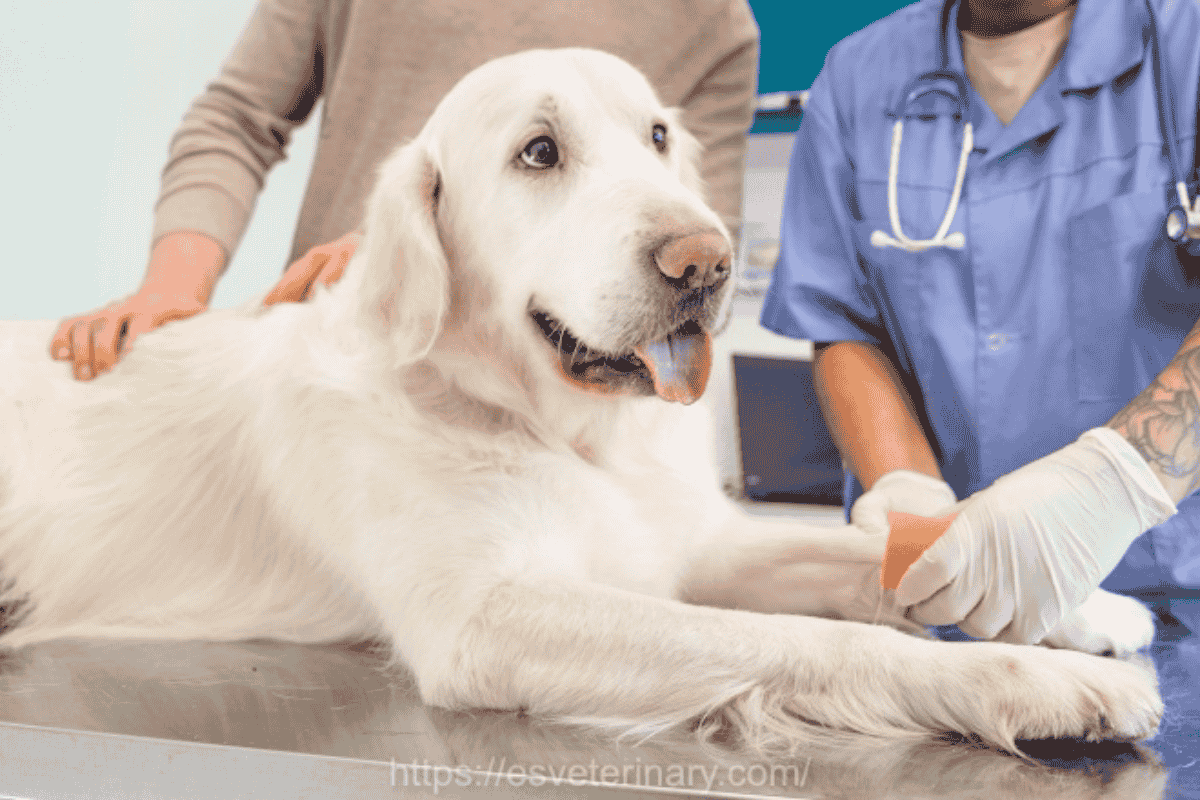 Dog Spay Surgery: What Every Pet Parent Should Know