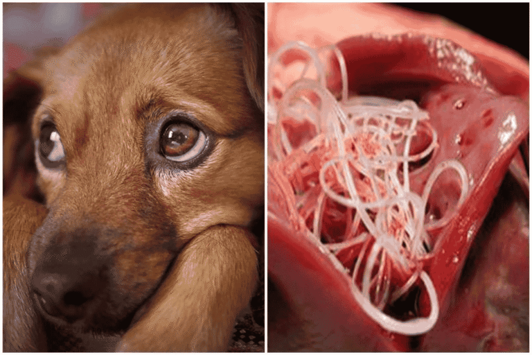 Heartworm Disease in Dogs: Causes, Risks, and Prevention