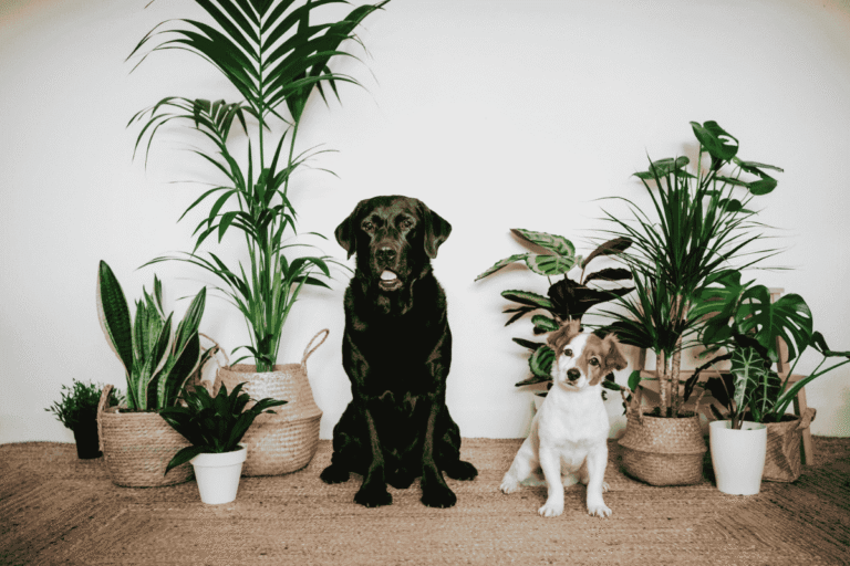Holiday Plants That Are Toxic to Dogs