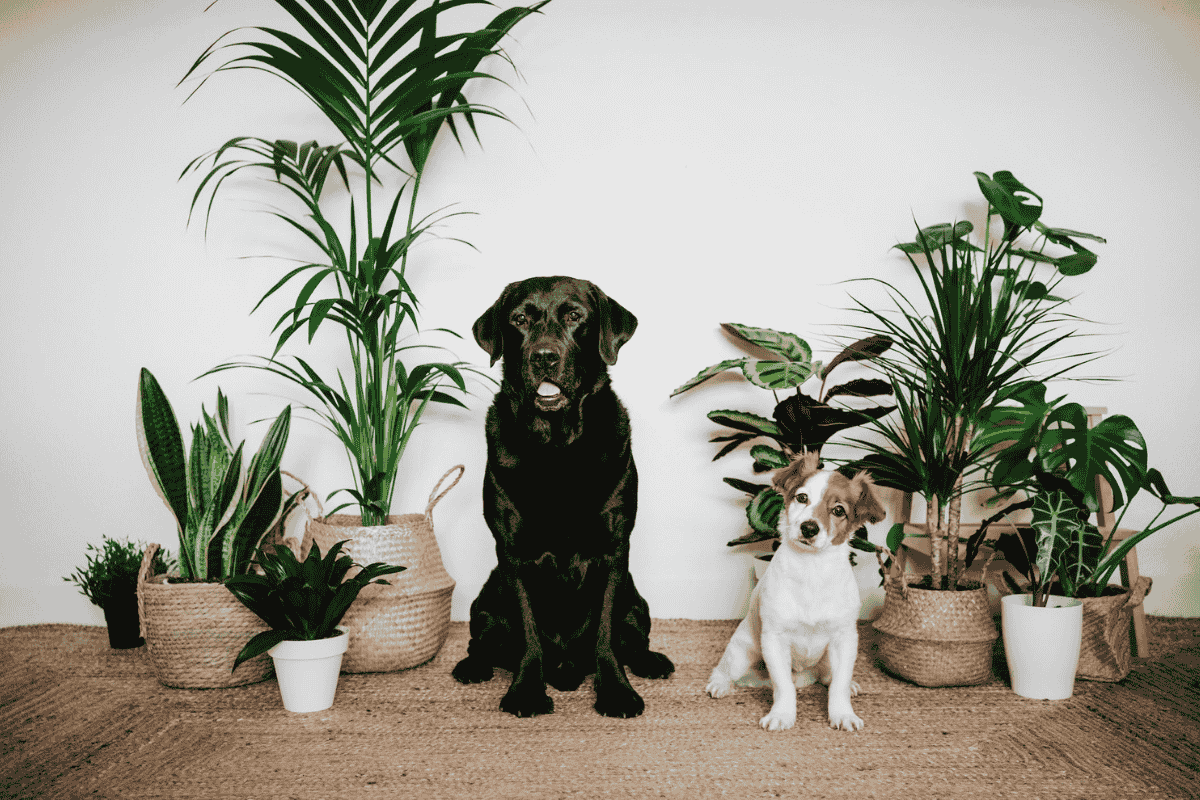 Holiday Plants That Are Toxic to Dogs
