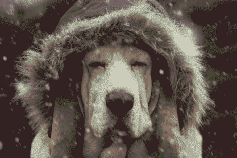 How Cold Is Too Cold for Dogs To Be Outside?