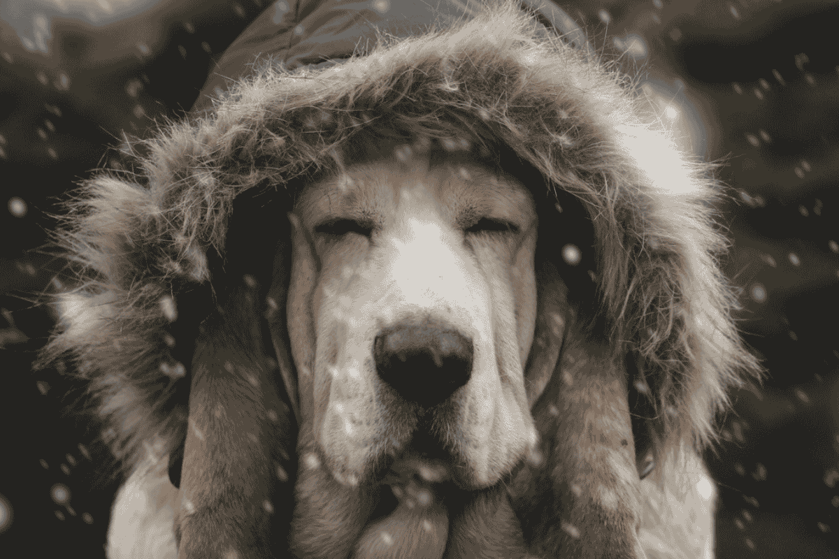 How Cold Is Too Cold for Dogs To Be Outside?