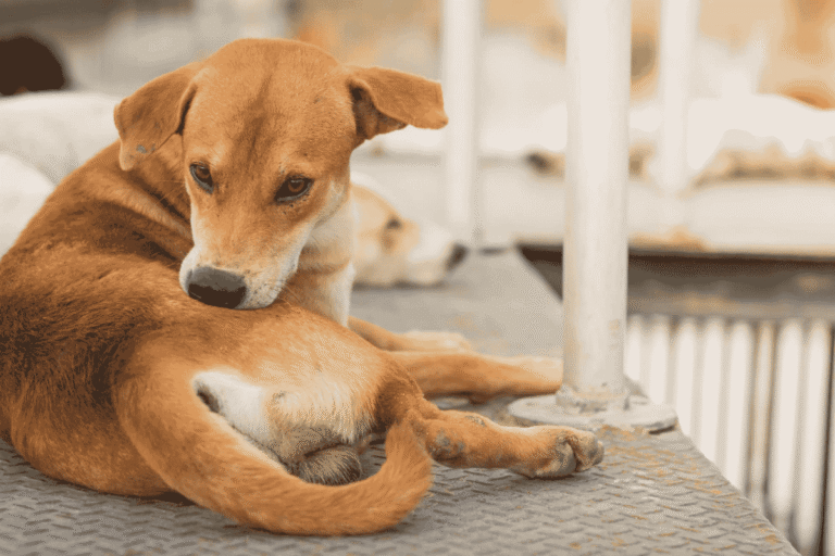How Do Dogs With Fleas Appear?