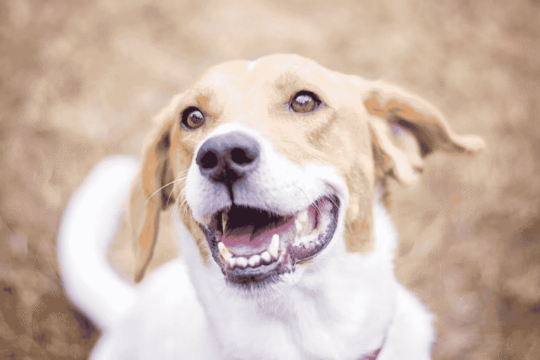 How Many Teeth Do Dogs Have? Can They Lose Them?How Many Teeth Do Dogs Have? Can They Lose Them?