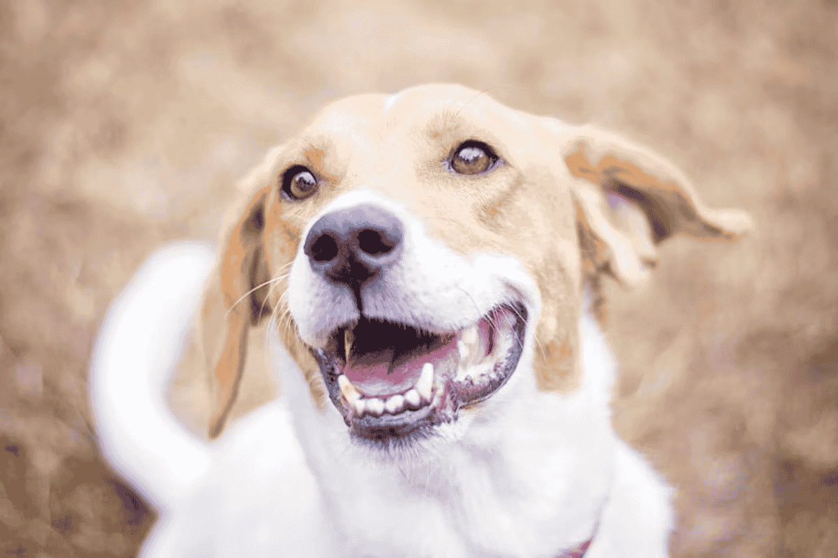 How Many Teeth Do Dogs Have? Can They Lose Them?How Many Teeth Do Dogs Have? Can They Lose Them?