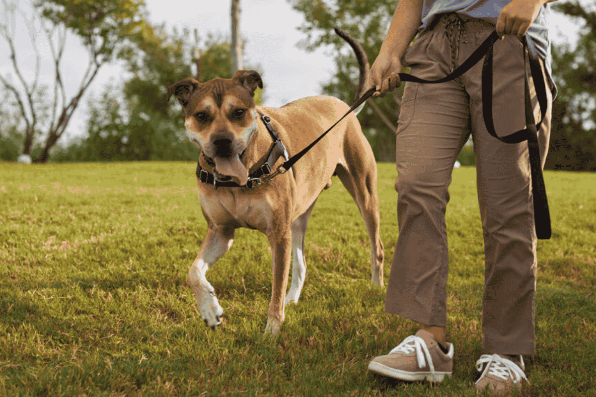 How To Help Your Dog Lose Weight Safely