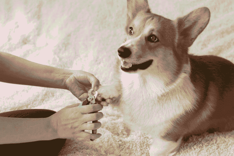 How To Trim Your Dog’s Nails Safely and Confidently