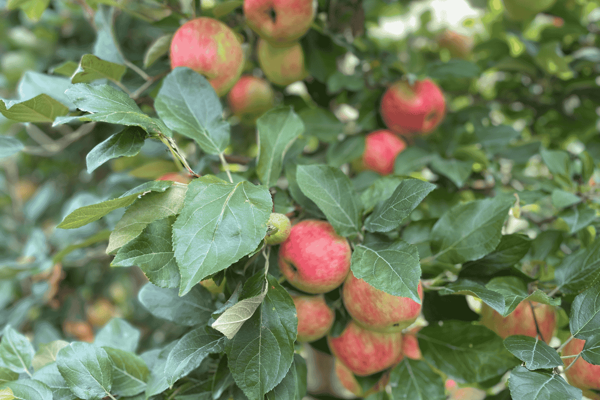 Ontario Farm Policy Change—About 500 Pounds of Apples Stolen from Orchard Spurs New Rules