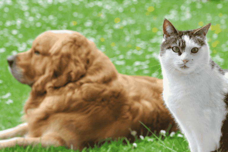 Parasite Prevention for Dogs and Cats: What Every Pet Owner Should Know