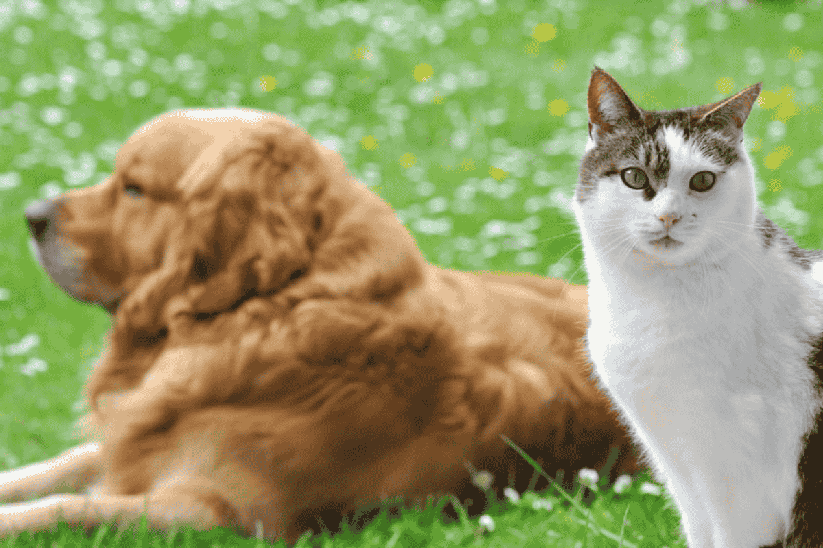 Parasite Prevention for Dogs and Cats: What Every Pet Owner Should Know