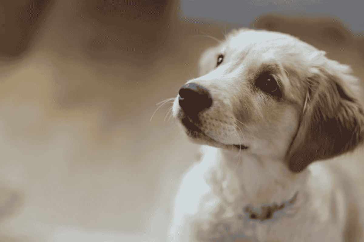 Puppy Training Guide: How to Train Your Puppy Step-by-Step