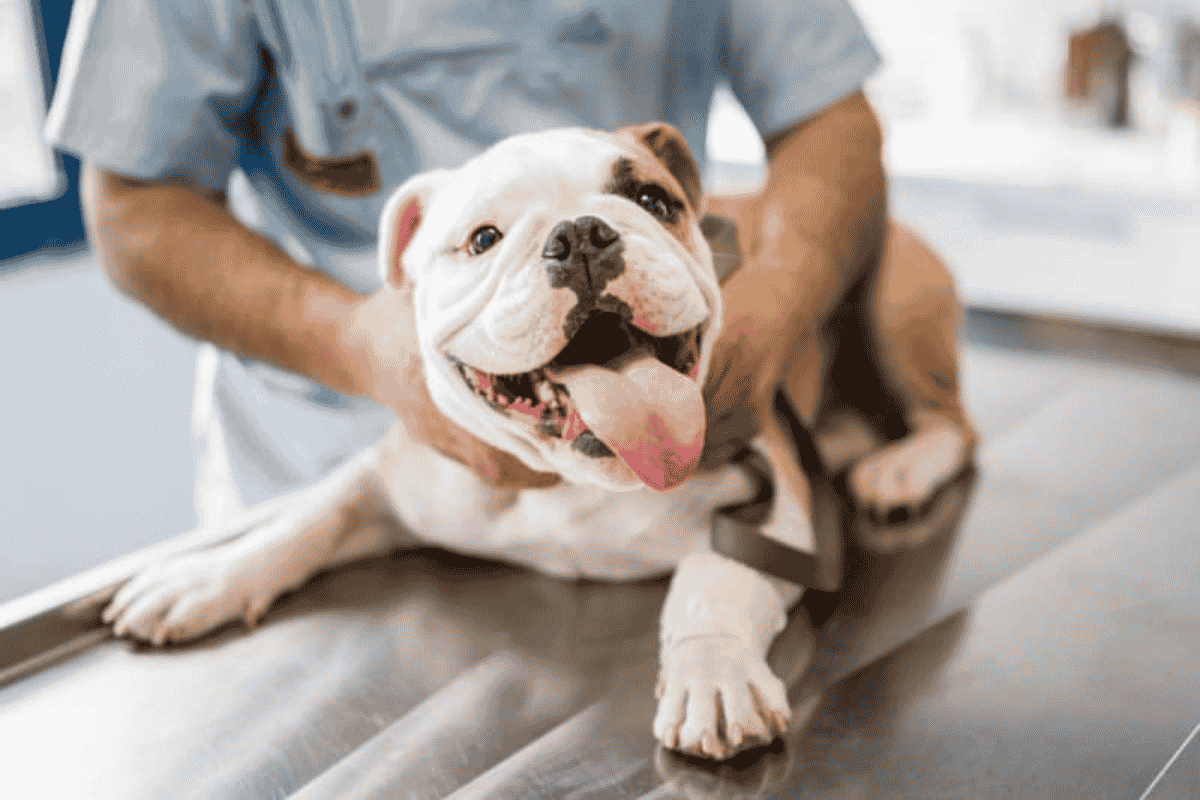 Puppy’s First Vet Visit: What to Expect and How to Prepare