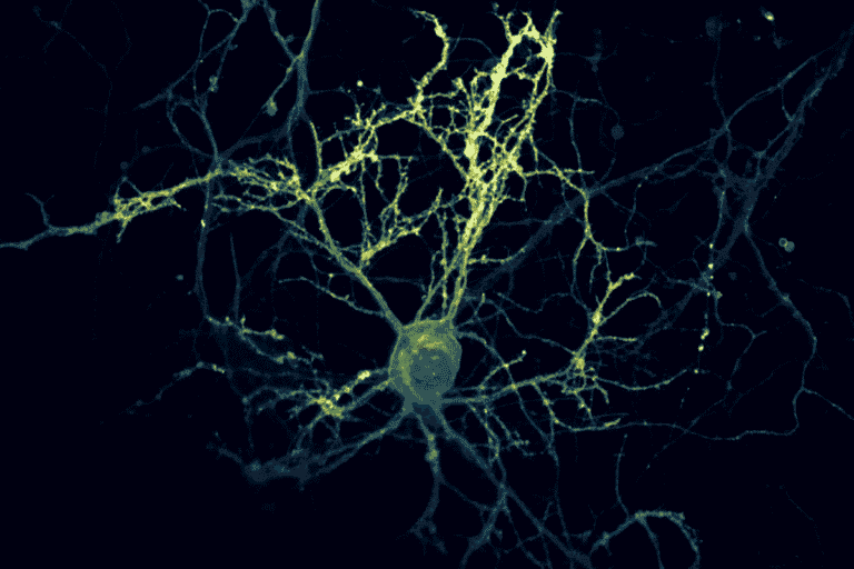 Study Reveals Underground Roots Store More Carbon – A Potential Key to Combating Global Warming