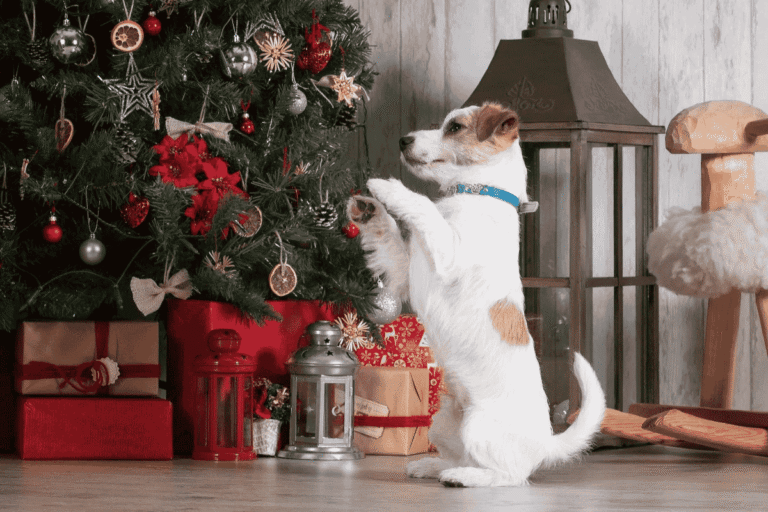 Ten Ways to Dog-proof Your Christmas Tree
