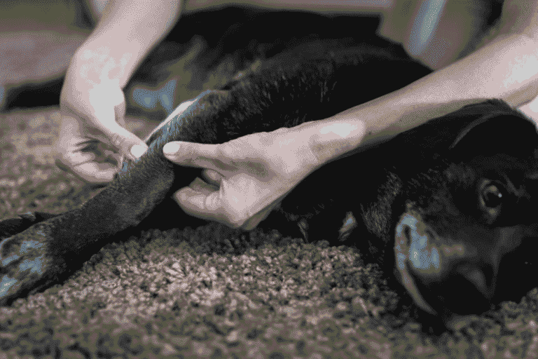 The Benefits and Basics of Dog Massage