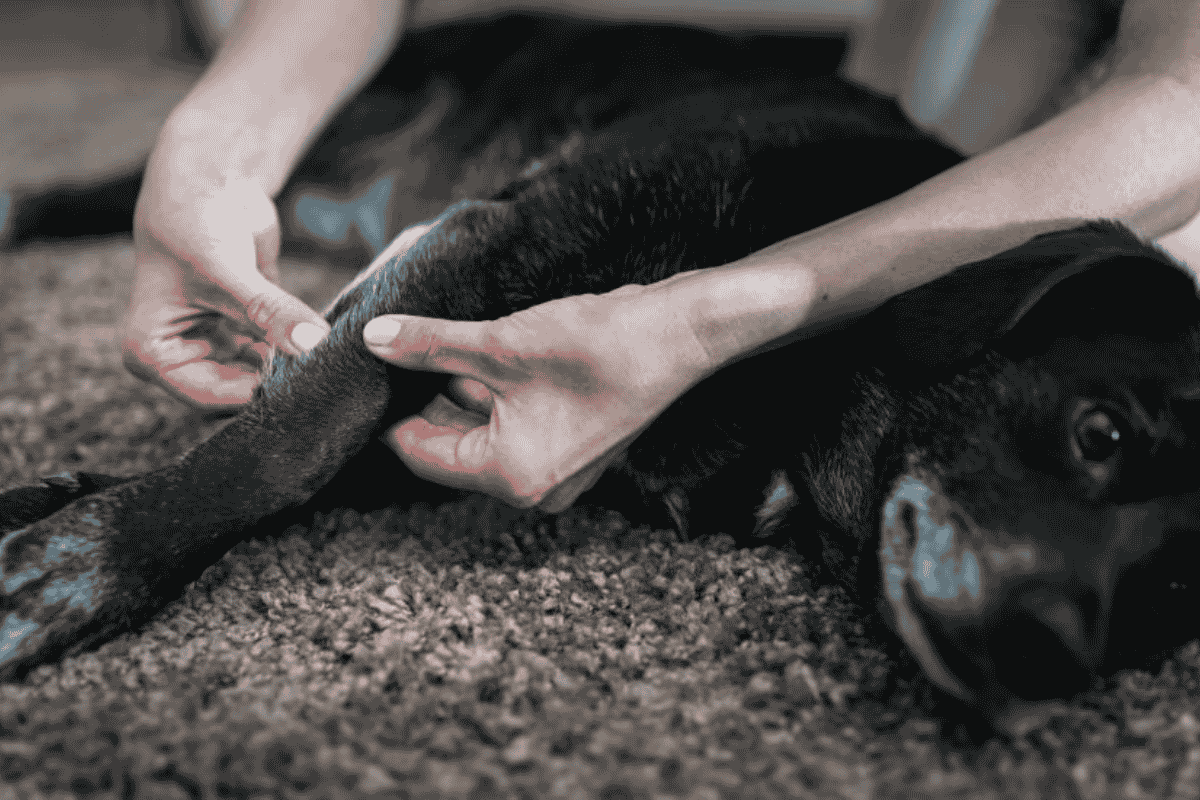 The Benefits and Basics of Dog Massage