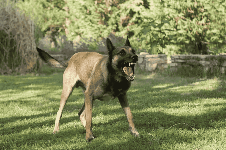 Understanding Dog Aggression: Causes, Types, and Solutions